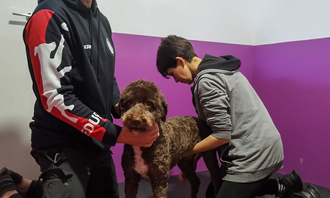 fisioterapia-canina