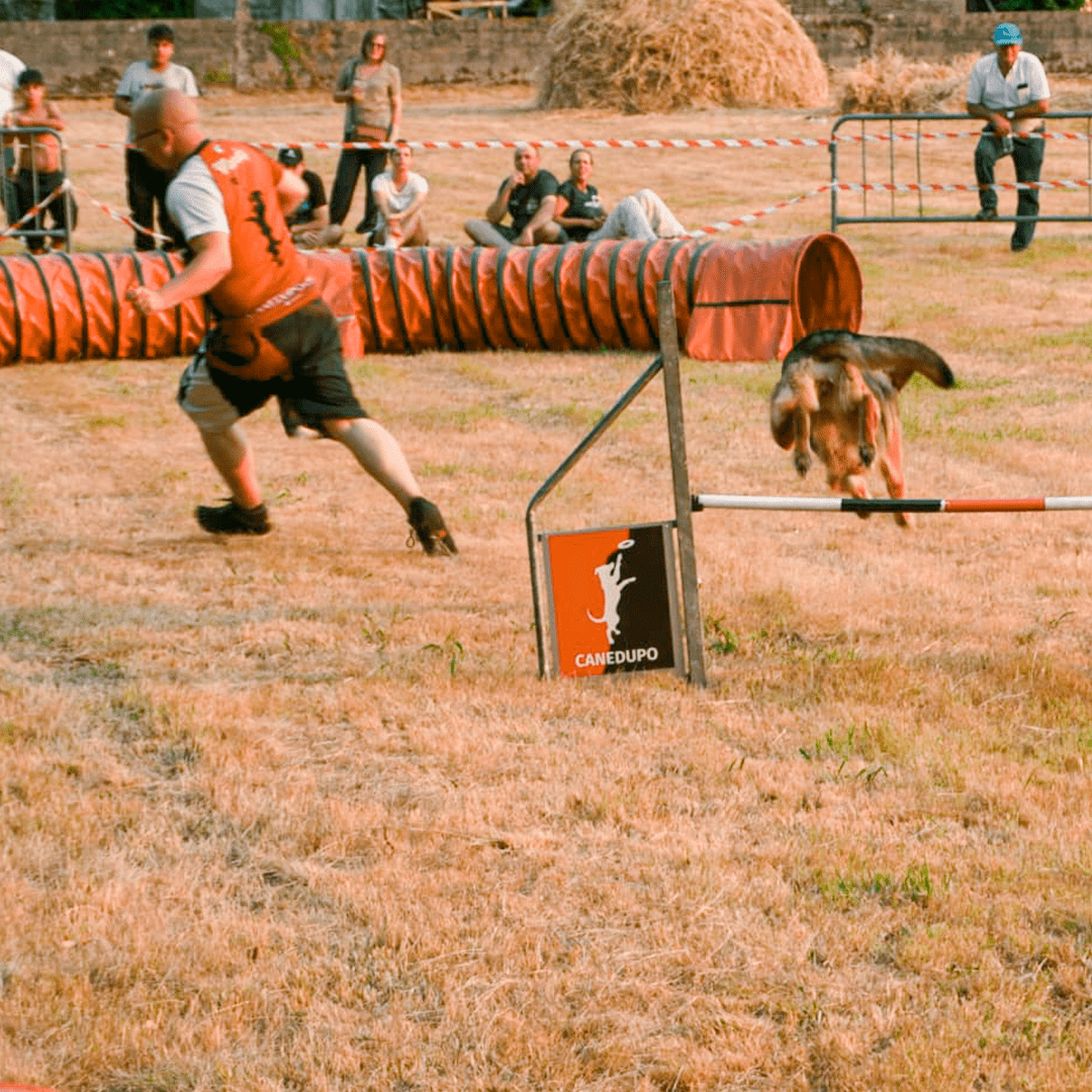 exhibiciones caninas