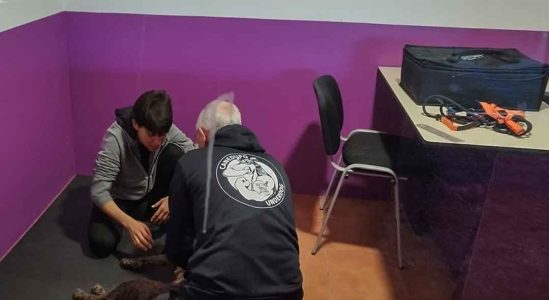 fisioterapia-canina (2)